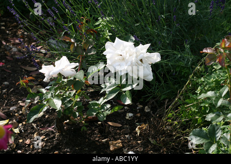 weiße Rosen Garten Pic vor grünem Hintergrund Stockfoto