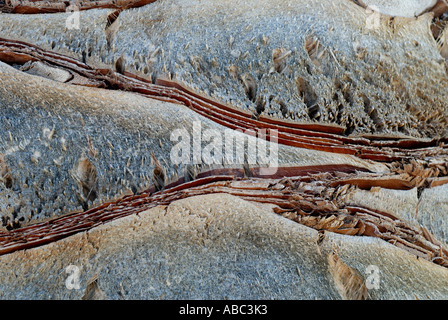 Palm Tree Bark Stockfoto