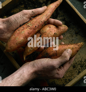 Hände halten Süßkartoffeln Stockfoto