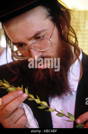 Inspektion der Hadas Laubhüttenfestvideo Urlaub, Israel Stockfoto
