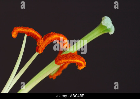 Anatomie des Tulipe Blume Stockfoto