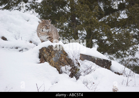 Bobcat im Schnee Stockfoto