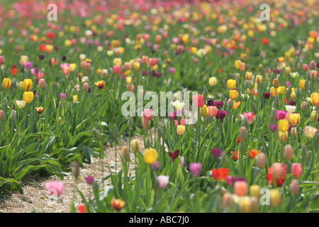 Bereich der Tulpen Stockfoto