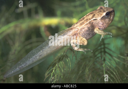 Gemeinsamen Frosch Rana temporaria Stockfoto
