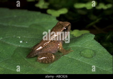 Gemeinsamen Frosch Rana temporaria Stockfoto