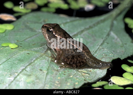 Gemeinsamen Frosch Rana temporaria Stockfoto