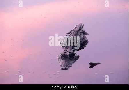 Alligator Okefenokee Sumpf im Abendlicht, Georgia, USA Stockfoto