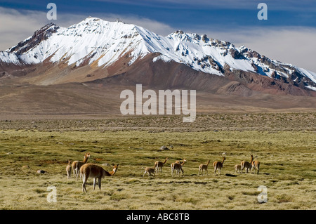 Vikunjas Weiden auf einer Bofedal vor Cerro de Quisiquisini (5518 m) Volcanoe, Nationalpark Lauca, Chile Stockfoto