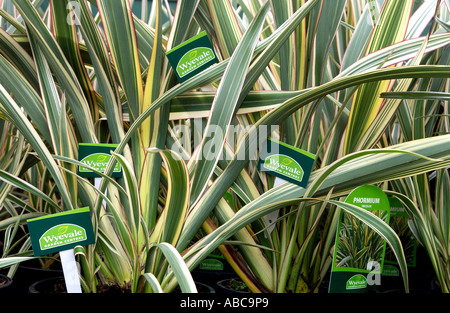 Wyevale Garten Tag Etikett in einer Masse von Phormium Tricolour Gräser in ein Gartencenter Wyevale Stockfoto