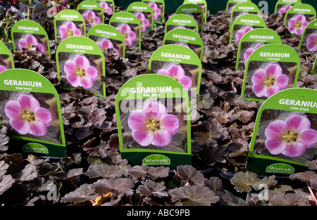 Eine Auswahl von Geranium Pink Gewürzpflanzen erwarten Kauf in ein Gartencenter Wyevale Stockfoto