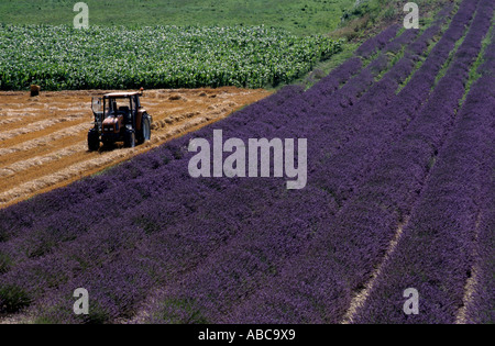 Traktor in einem Lavendelfeld, Grignan, Provence, Frankreich. Stockfoto