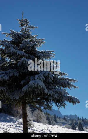 Tanne in einem Feld mit Schnee eingehüllt Stockfoto