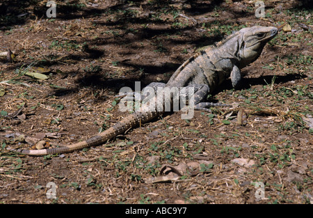 Mexiko Yucatan Uxmal Staatsporträt von einem Leguan Stockfoto