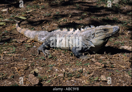 Mexiko Yucatan Uxmal Staatsporträt von einem Leguan Stockfoto