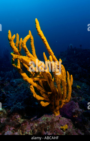 Leuchtend gelbe gemeinsame Geweih Schwamm (Axinella Polypoides) wächst auf einem Riff, Caramasaigne, Riou Island, Frankreich. Stockfoto