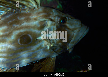 Frankreich Marseille Maire Insel Fromages A John Dory Fish Zeus Faber Stockfoto