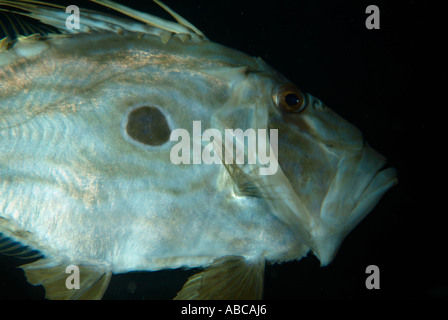 Frankreich Marseille Maire Insel Fromages ein Saint Peter s Fisch Zeus Faber Stockfoto