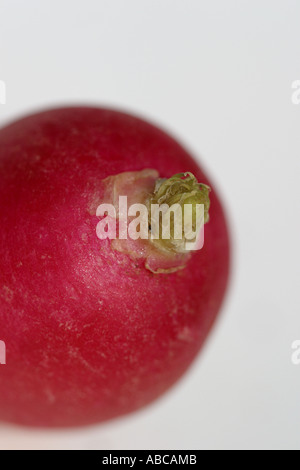 Frische Radieschen Stockfoto