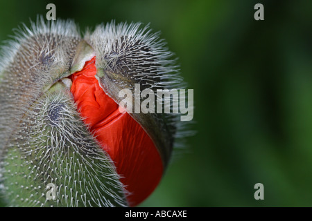 Riesen Mohn Blütenknospe, die gerade erst anfangen zu blühen Stockfoto