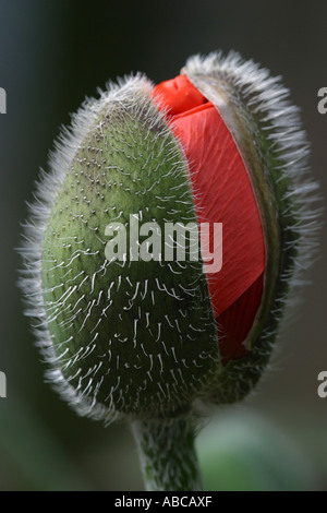 Riesen Mohn Blütenknospe, die gerade erst anfangen zu blühen Stockfoto