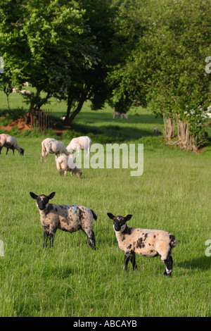 Junges Lamm Schaf mit schwarzem Gesicht in Wiese im Frühsommer Abendsonne Stockfoto