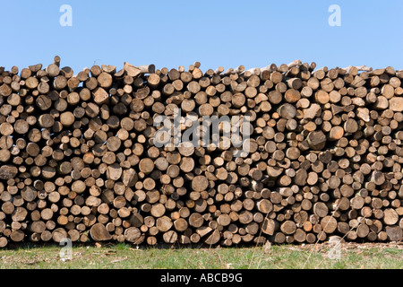 Holzstoß bereit für den nächsten Winter Stockfoto