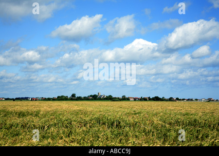 Ein Feld der Reifezeit Gerste mit Big Sky im Küstenort Sea Palling, Norfolk, England, Vereinigtes Königreich, Europa. Stockfoto