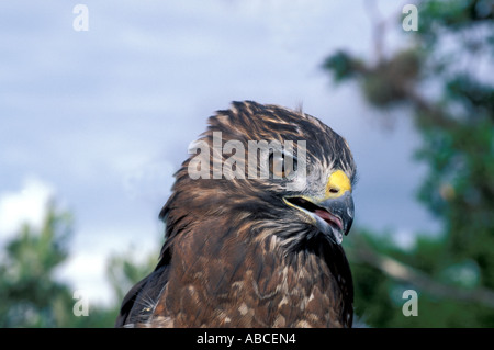 Unreife juvenile roten Vogel geschultert Habicht Stockfoto