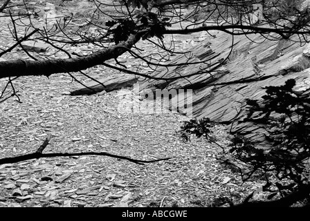 Abstrakte Bäume und Felsen am Hafen Merion Wales UK Stockfoto