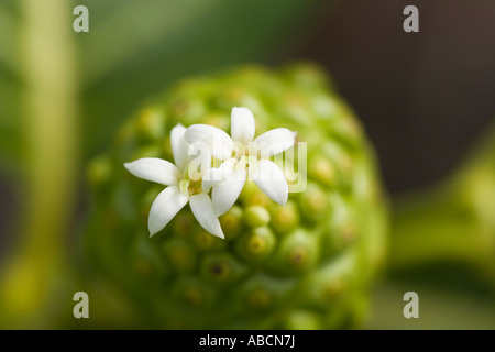 Nahaufnahme der Noni-Frucht und Blüten Stockfoto