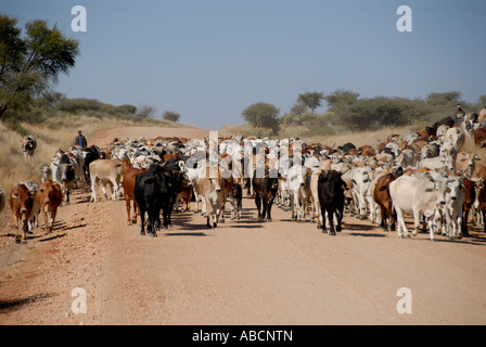 Bewachung der Rinderherden auf Schotterstraße Namibia Südliches Afrika Stockfoto