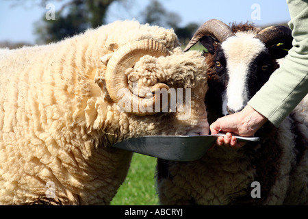Suffolk und Jacobs Schafe füttern auf Bauernhof in Devon Stockfoto