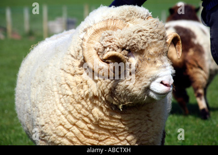 Suffolk Schafe auf der Farm in Devon Stockfoto