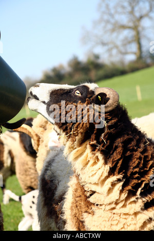 Jacobs-Schafe auf der Farm in Devon Stockfoto