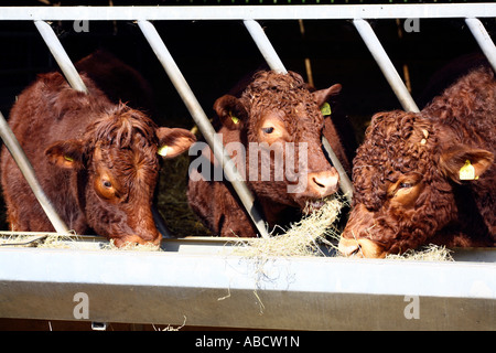 Rubin Rot Rinderfütterung auf Bauernhof in Devon, England Stockfoto