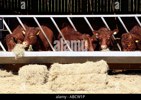 Rubin Rot Rinderfütterung auf Bauernhof in Devon, England Stockfoto
