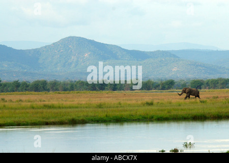Eine große afrikanische Elefant Loxodonta Africana, kreuzt den Sambesi-Fluss von der simbabwischen Bank in Richtung Sambia. Stockfoto