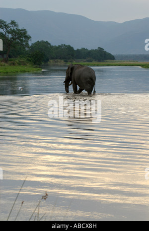 Eine große afrikanische Elefant Loxodonta Africana, kreuzt den Sambesi-Fluss von der simbabwischen Bank in Richtung Sambia. Stockfoto