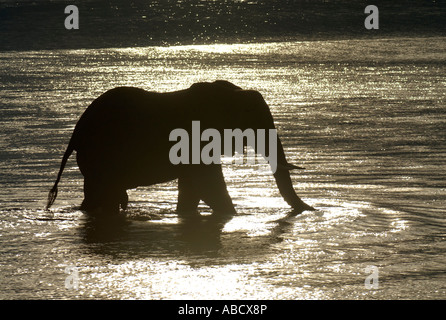 Eine große afrikanische Elefant Loxodonta Africana, kreuzt den Sambesi-Fluss von der simbabwischen Bank in Richtung Sambia. Stockfoto