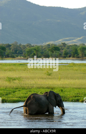 Eine große afrikanische Elefant Loxodonta Africana, durchquert den Sambesi-Fluss in Richtung Sambia von Zimbabwe Bank. Stockfoto