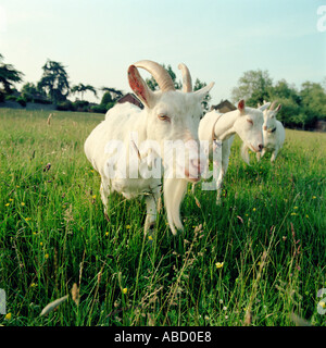 Drei Ziegen im Feld Stockfoto