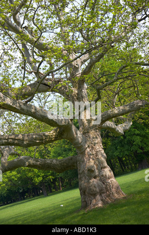 alten Platane Stockfoto