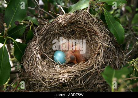 Zwei frisch geschlüpften Küken der American Robin mit unhatched Ei