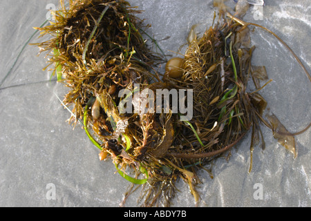 Am Strand von Long Beach Pacific Rim Provincial Park BC Kanada angespült Stockfoto