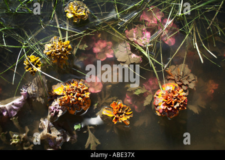 Überschwemmungen in Großbritannien 2007 Drowned Blumenbeet. Stockfoto