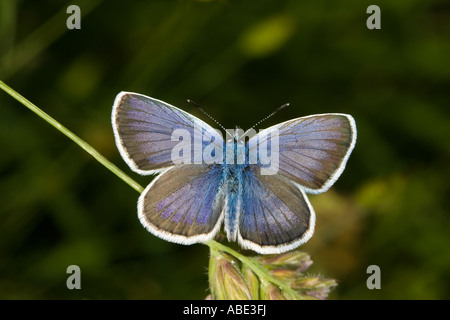 Männliche Silber besetzte blau (Plebeius Argus) Schmetterling Stockfoto