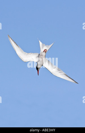 Gemeinsamen Tern Sterna Hirundo Tauchen für Fisch gegen schönen blauen Himmel Priorat Bedford park Stockfoto