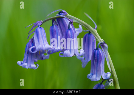 Bluebell, Hyacinthoides non-scripta Stockfoto