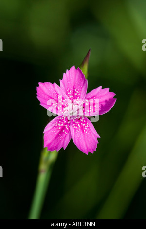 Jungfrau (Dianthus Deltoides) rosa Blume Stockfoto