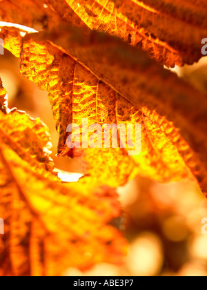 Blätter im Herbst Stockfoto